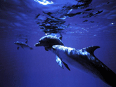 nice, peaceful, Dolphins